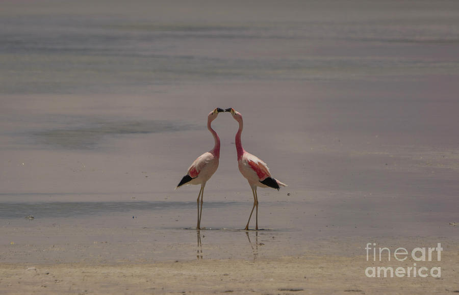 Flamingo Kiss Photograph by Brian Kamprath