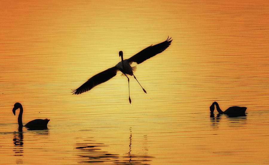 Flamingo Landing At Sunset Photograph by Max Seigal Flamingo Landing At Sunset Photograph by Max Seigal