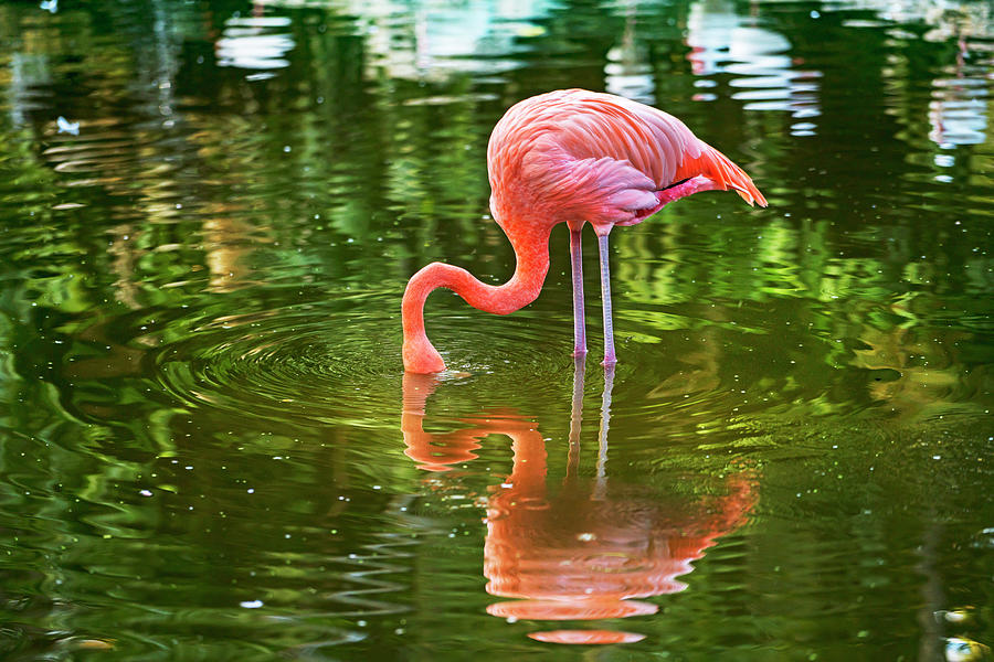 Flamingo Digital Art by Laura Zeid