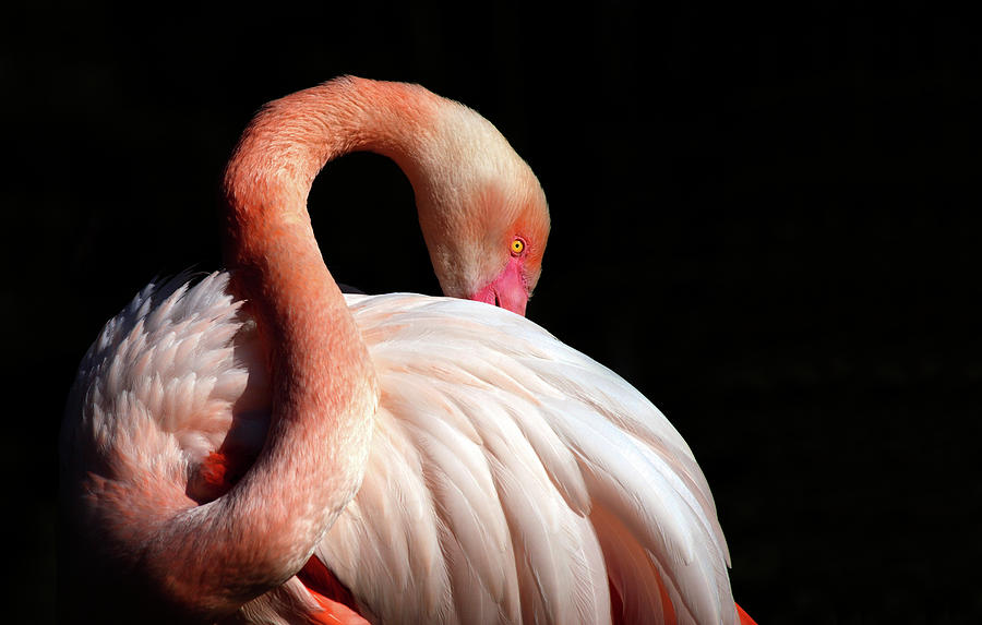 Flamingo Photograph by Lucynakoch