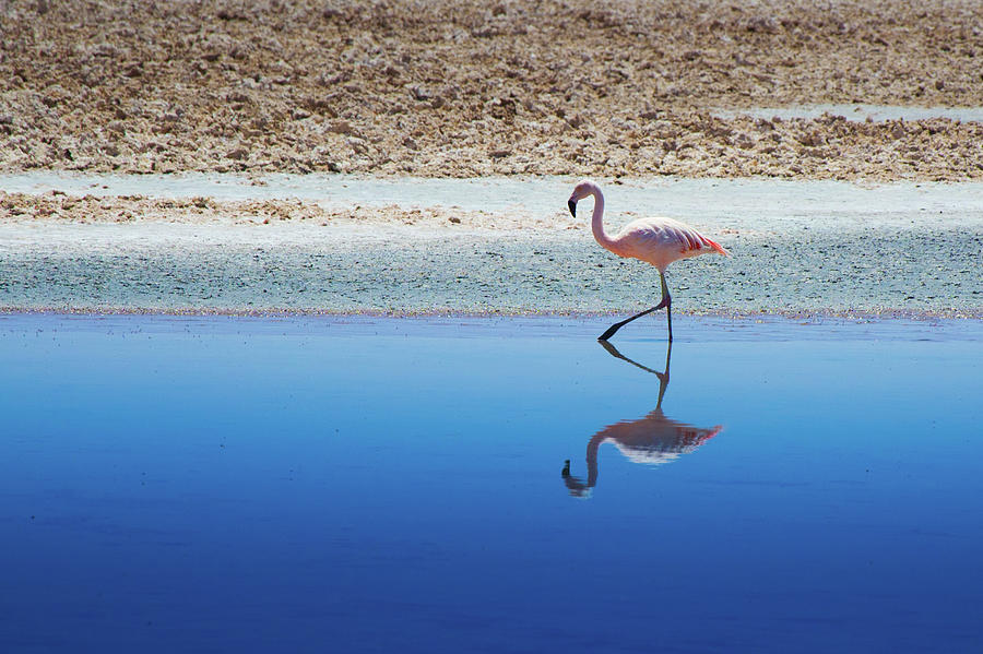 Flamingo Photograph by Macnuel