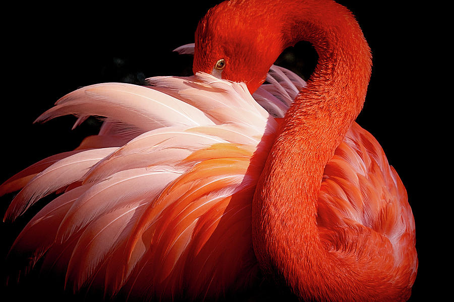 Flamingo Photograph - Flamingo by Makoto Nishikura