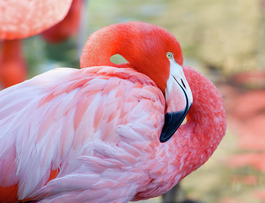 Flamingo Photograph by Michael Leggero