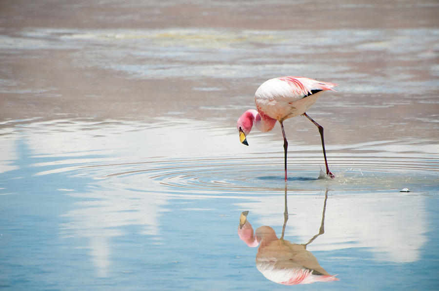 Flamingo Photograph - Flamingo by Mmac72