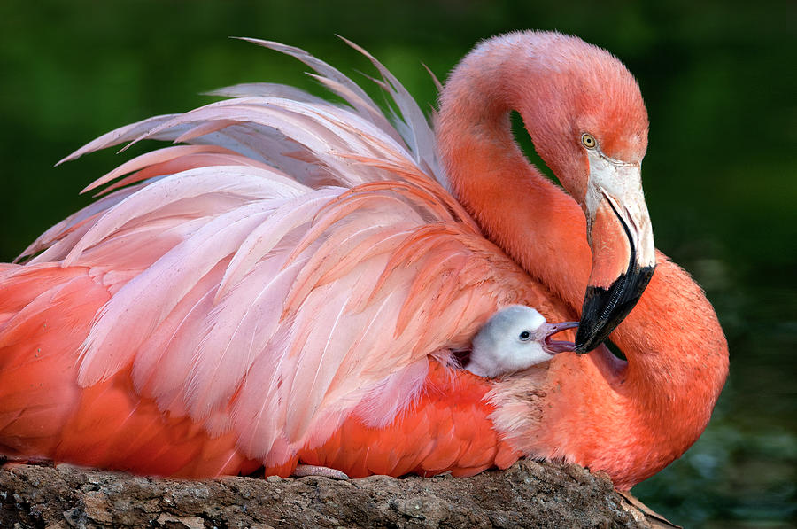 Flamingo Mom With Her Chick Photograph by Xavier Ortega