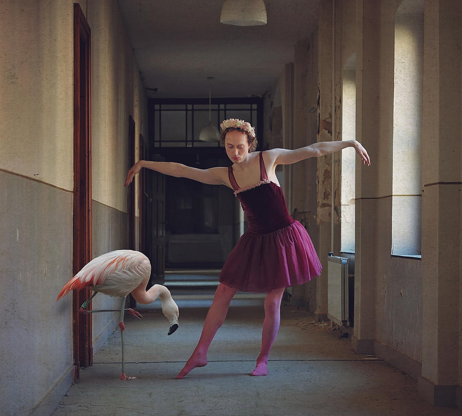 Flamingo Photograph - Flamingo by Monika Vanhercke