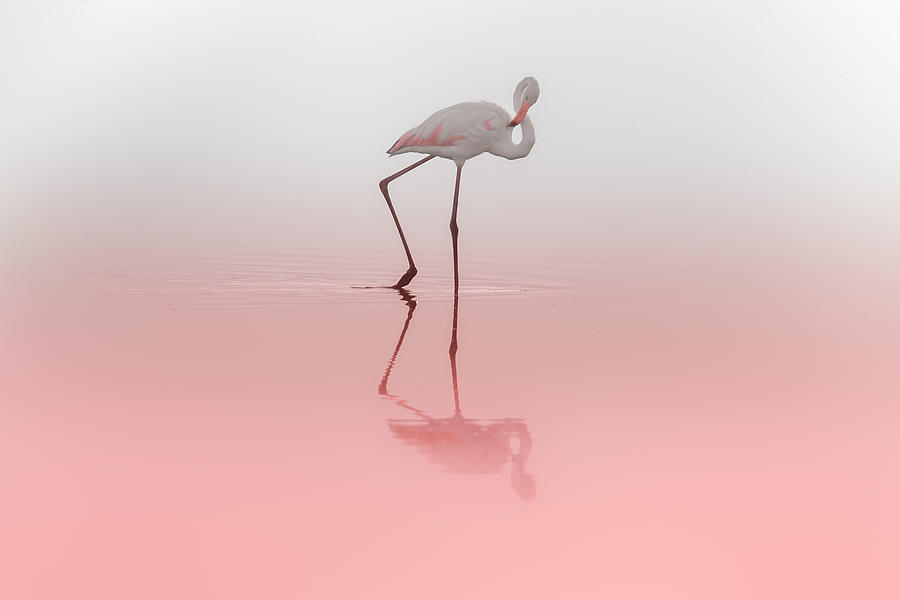 Flamingo Photograph by Natalia Rublina