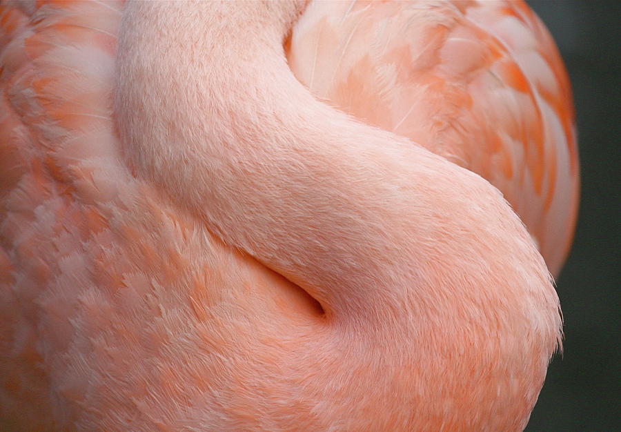 Flamingo Neck Photograph by Mathew Spolin