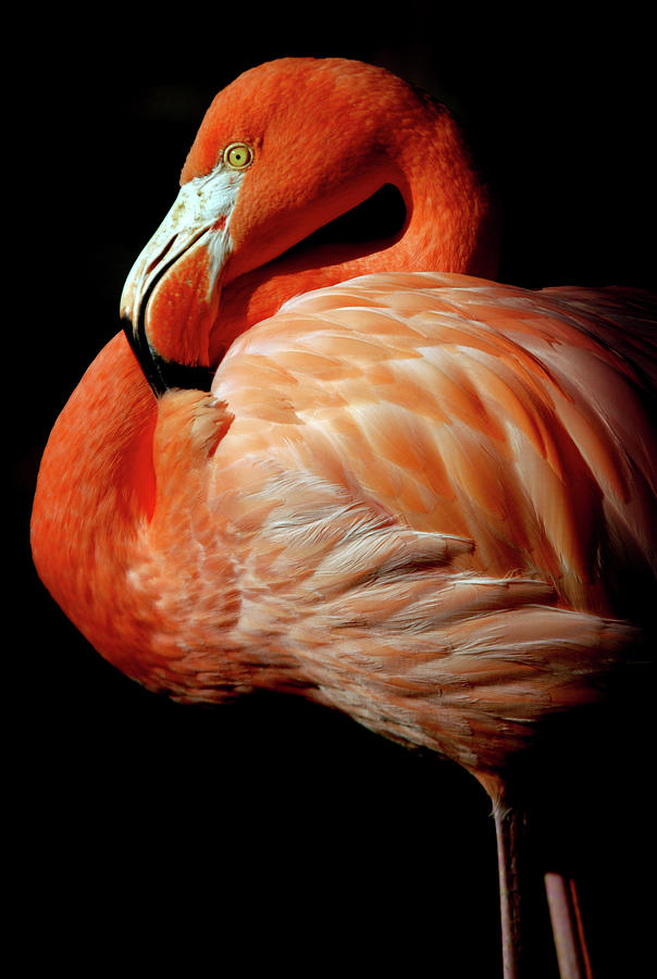 Flamingo On Black Background Photograph by Photo By David Alayeto