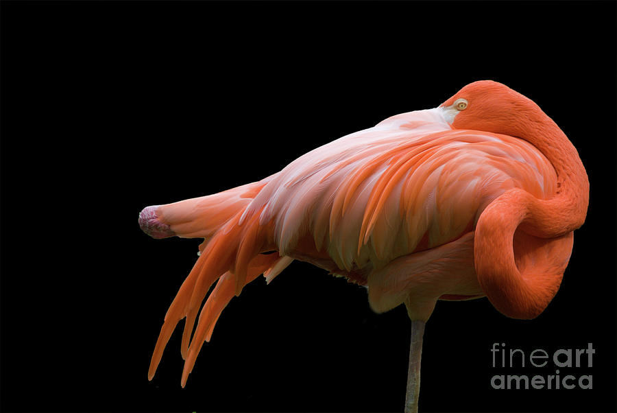Flamingo On Black Photograph by Wwing