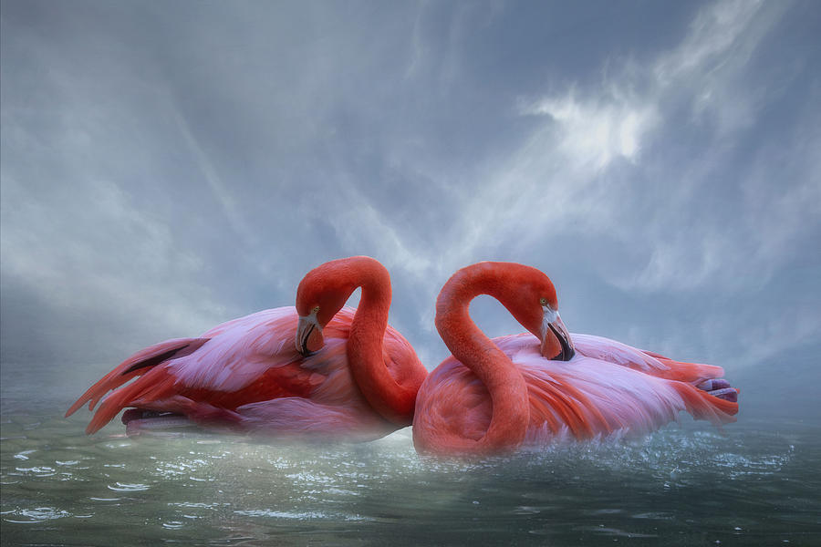 Nature Photograph - Flamingo Paradise by Krystina Wisniowska