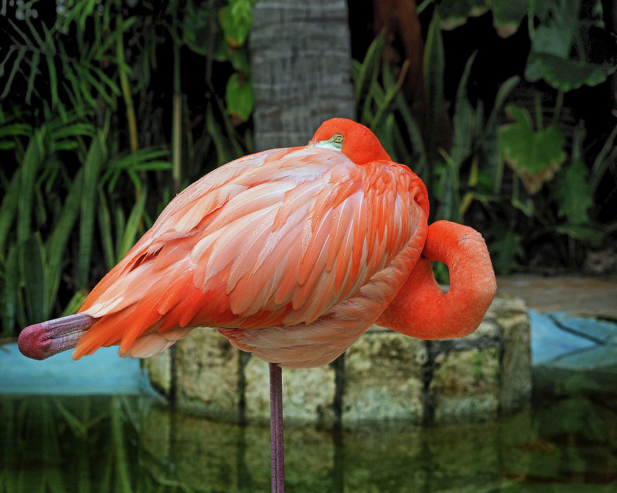 Flamingo Peekaboo Photograph by Bill Swartwout