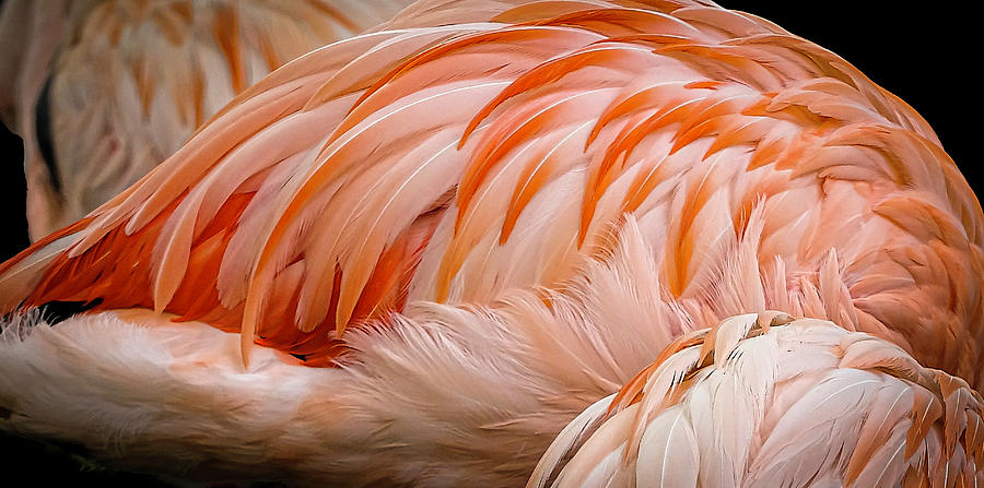 Feather Photograph - Flamingo by Phil And Karen Rispin