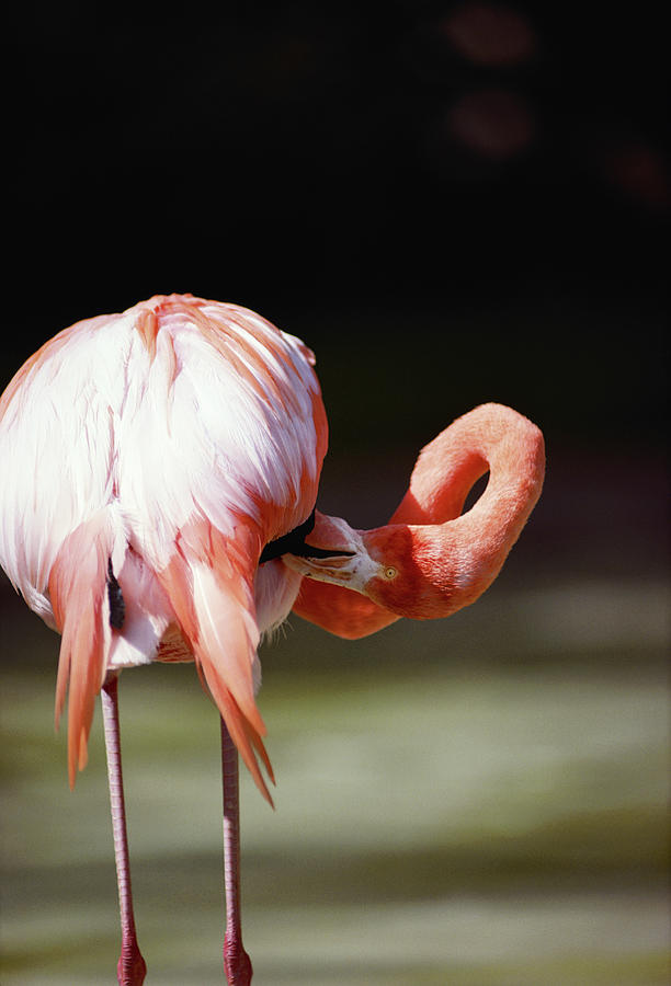 Flamingo Phoenicopteridae, Rear View Photograph by Bread And Butter