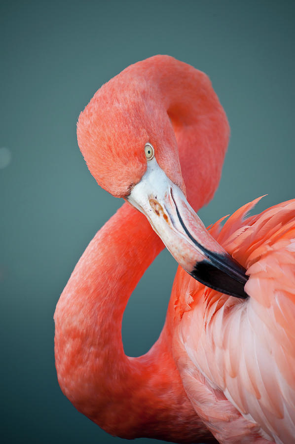 Flamingo - Pink Curves Photograph by Tony Skerl Photography