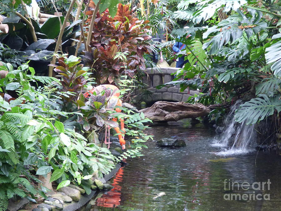 Flamingo Pool at Victoria Butterfly Gardens Photograph by Charles Robinson