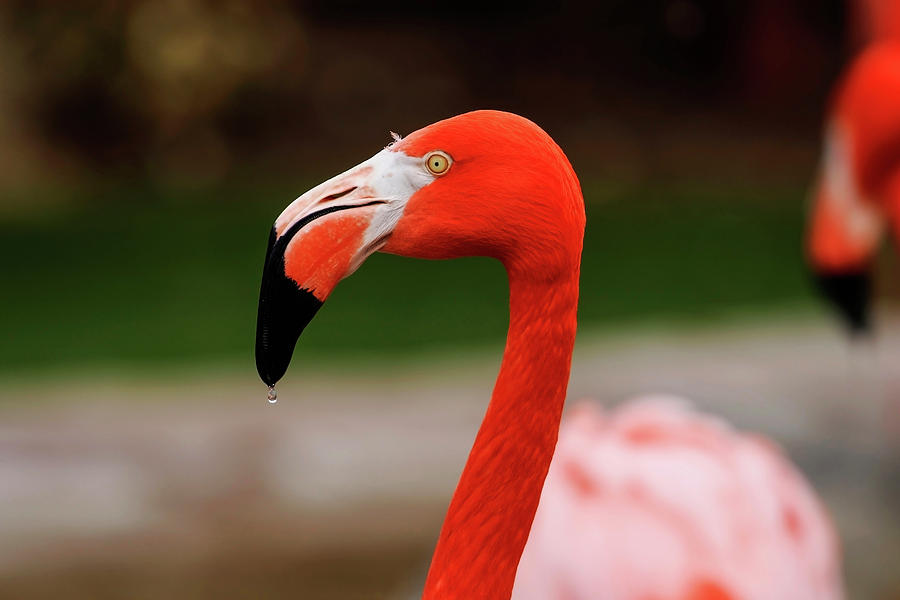 Flamingo Portrai by Jake Danishevsky Flamingo Portrai by Jake Danishevsky