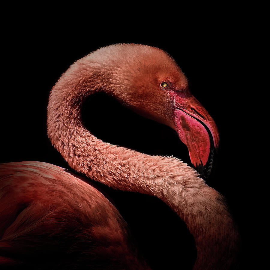 Flamingo Portrait Photograph by © Christian Meermann