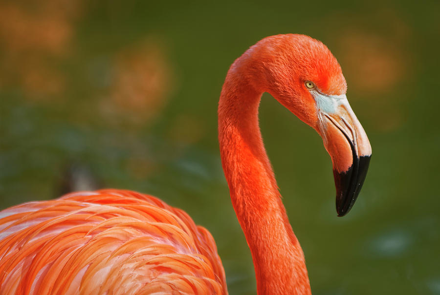 Flamingo portrait isolated with blurred background Photograph by ...