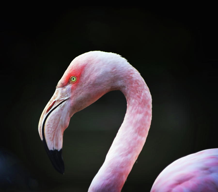 Flamingo Portrait  Photograph by Jeff Townsend