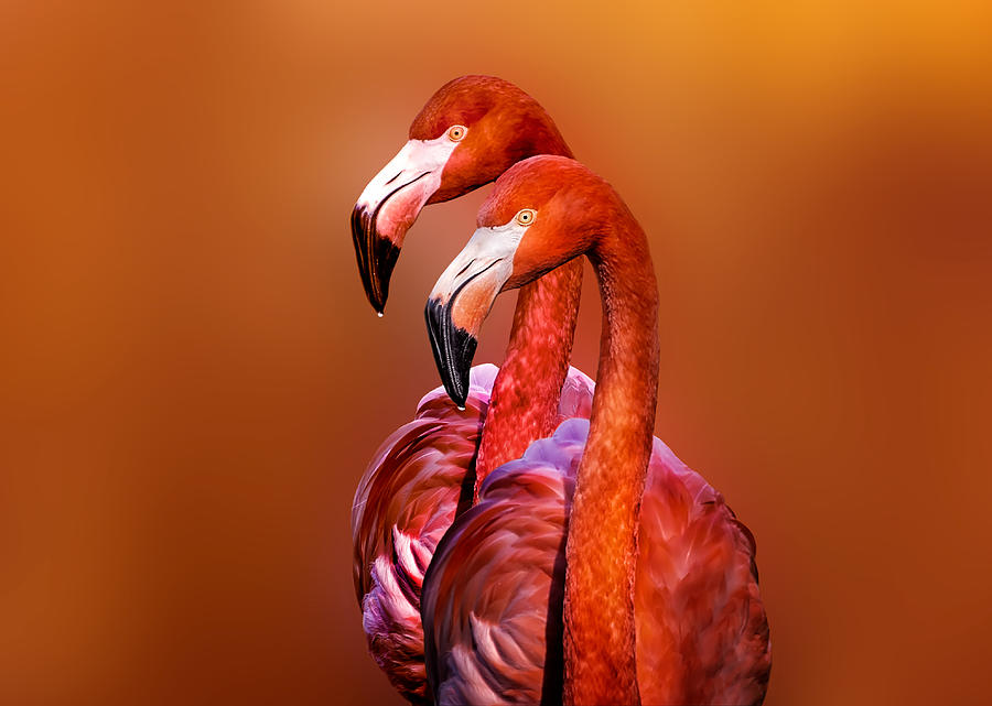 Flamingo Portrait Photograph by Richard Reames