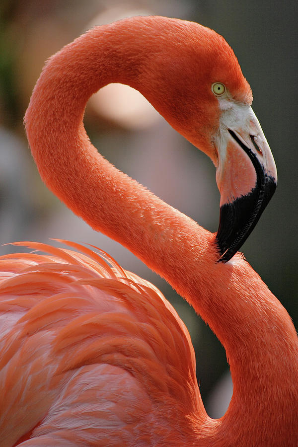 Flamingo Portrait Photograph by S. Greg Panosian Flamingo Portrait Photograph by S. Greg Panosian