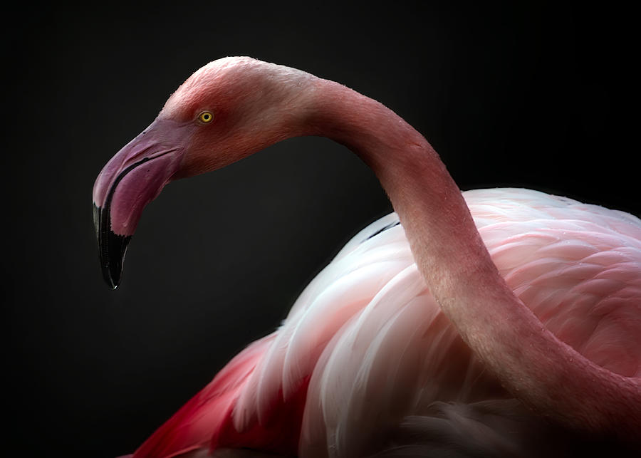 Flamingo Portrait Photograph by Santiago Pascual Buye