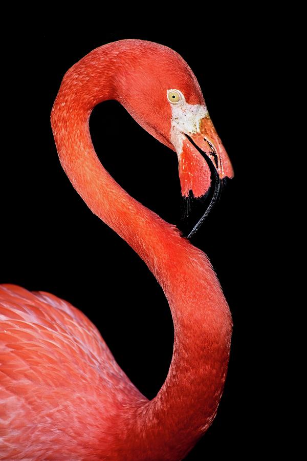 Flamingo Portrait Photograph by Steve DaPonte