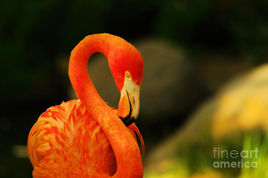 Flamingo preening itself  Photograph by Jeff Swan