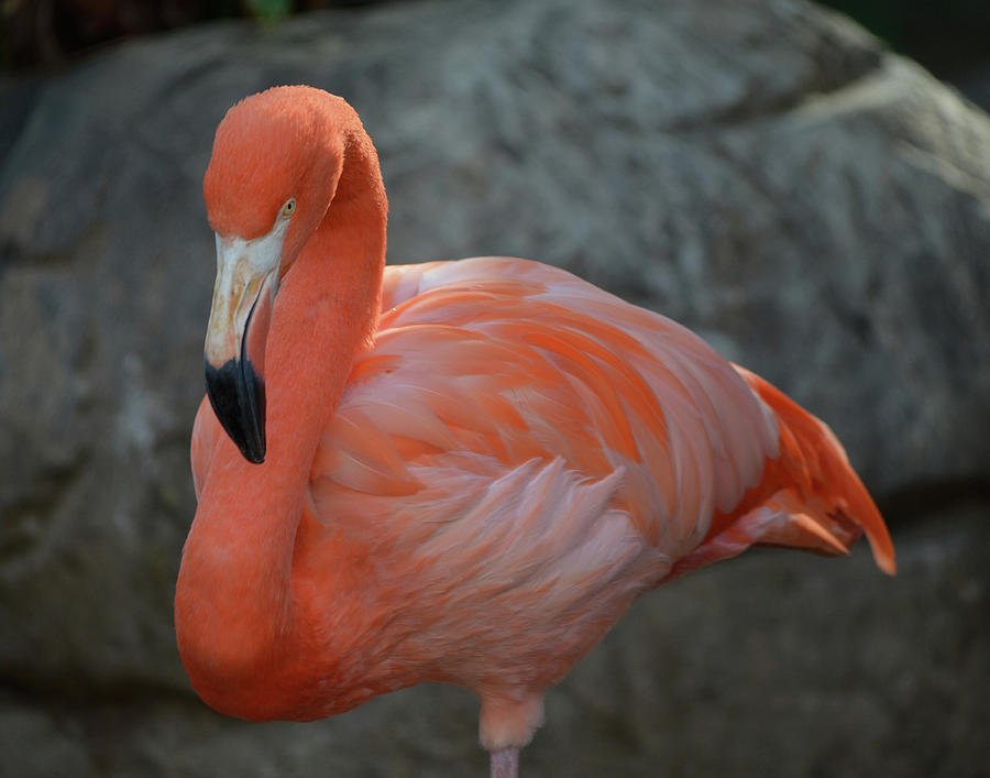 Flamingo Profile Photograph by Maggy Marsh