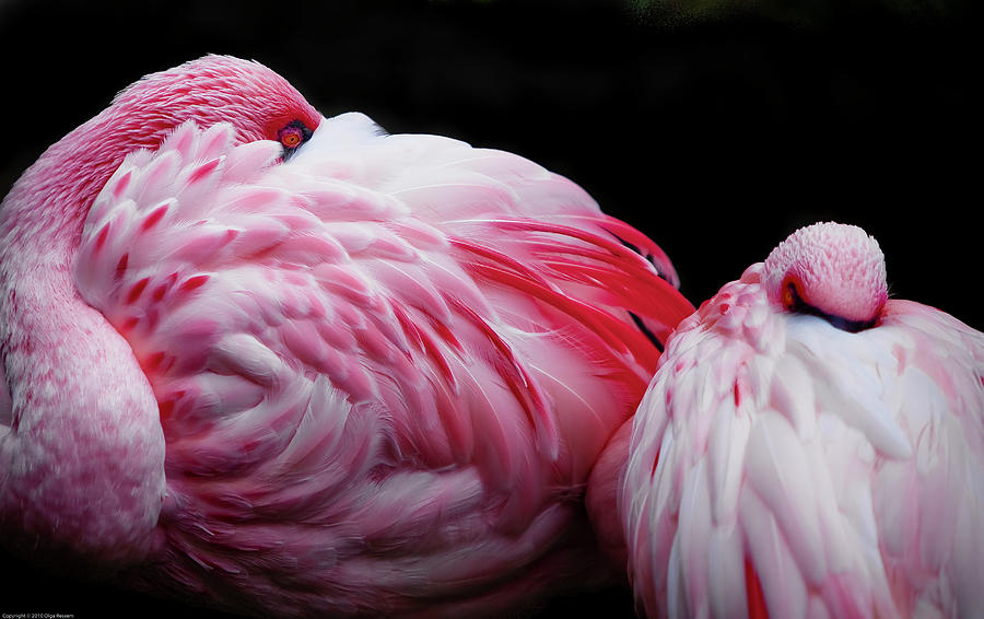 Flamingo Photograph by Property Of Olga Ressem.