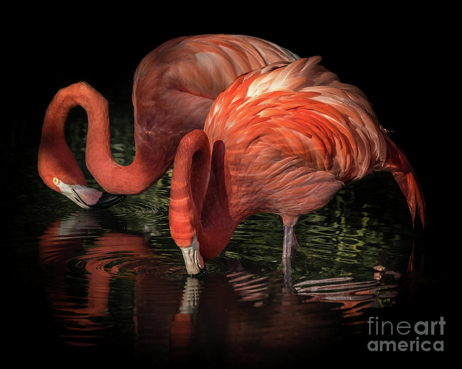 Flamingo Reflection 2 Photograph by Liesl Walsh