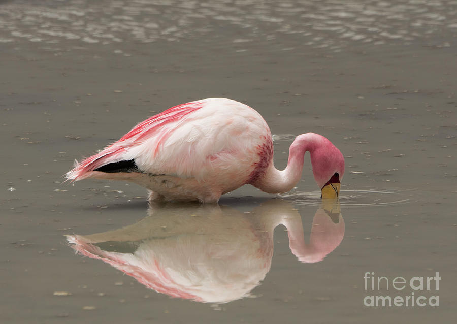 Flamingo Reflection Photograph by Brian Kamprath