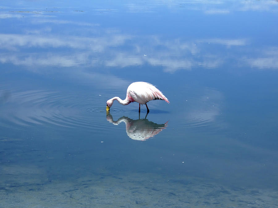 Flamingo Reflection Photograph by Thomas Davis