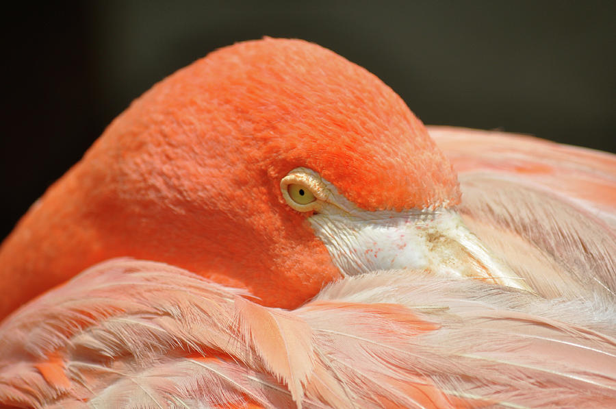 Flamingo Resting Photograph by By Eugenio Carrer São Paulo Brazil