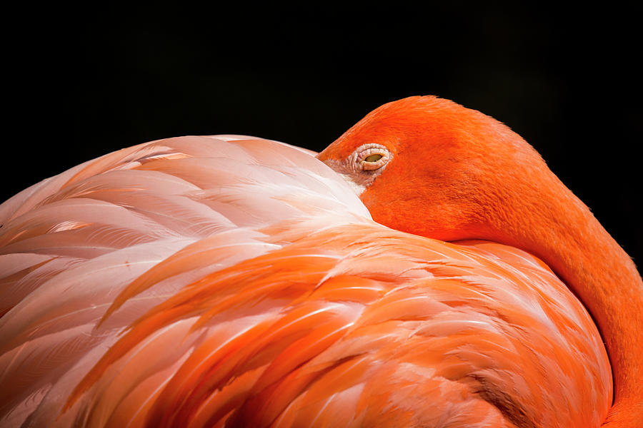 Flamingo Resting Photograph