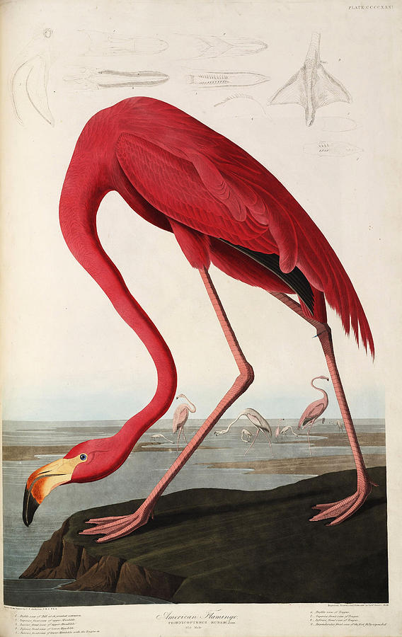 Flamingo Painting by Robert Havell Jr after James Audubon