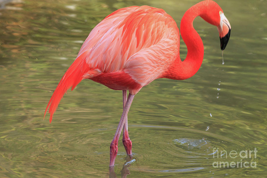 Flamingo San Diego Photograph by Edward Fielding