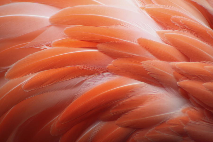 Flamingo Photograph by Santa2030