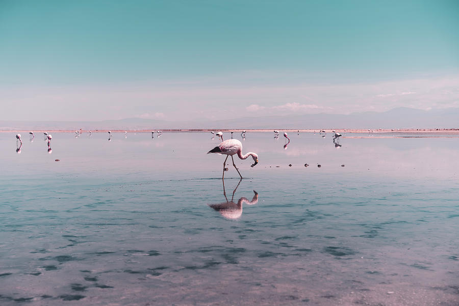 Nature Photograph - Flamingo Searching For Food In Salt Lagoon In Atacama Desert, Chile by Cavan Images