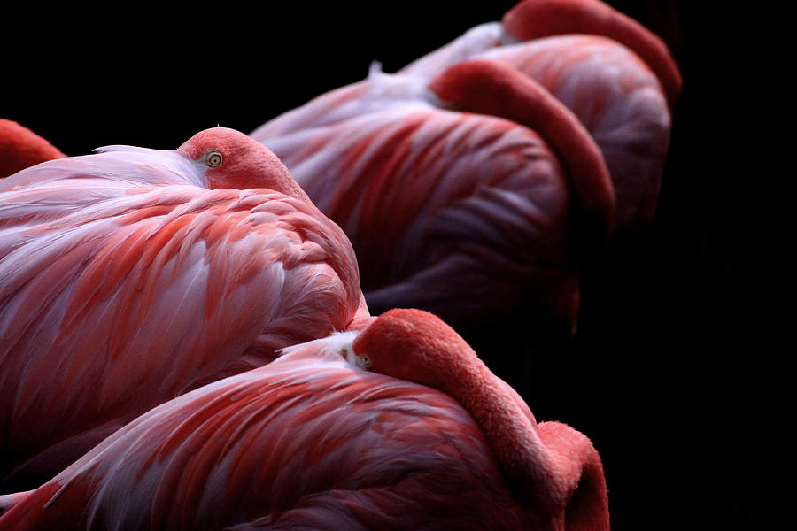 Flamingo Siesta By Brit Finucci