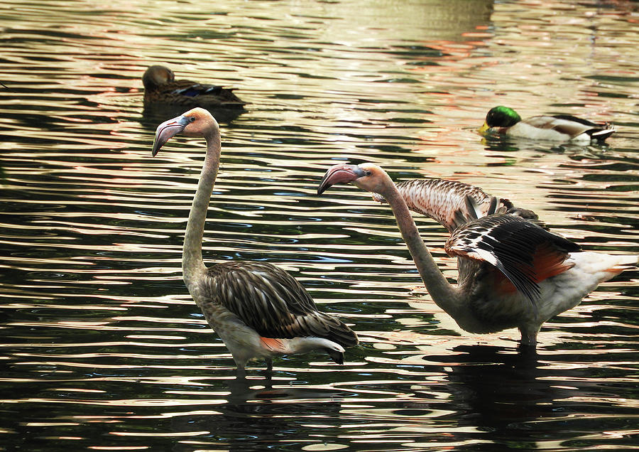Flamingo Silhouette by Krin Van Tatenhove Flamingo Silhouette by Krin Van Tatenhove