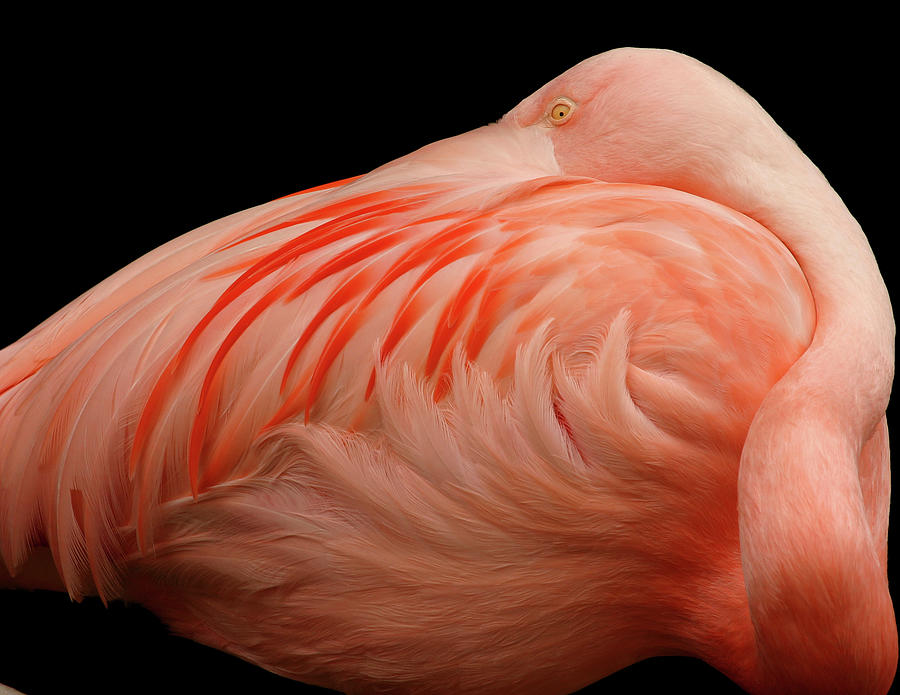 Flamingo Photograph by Skyhobo