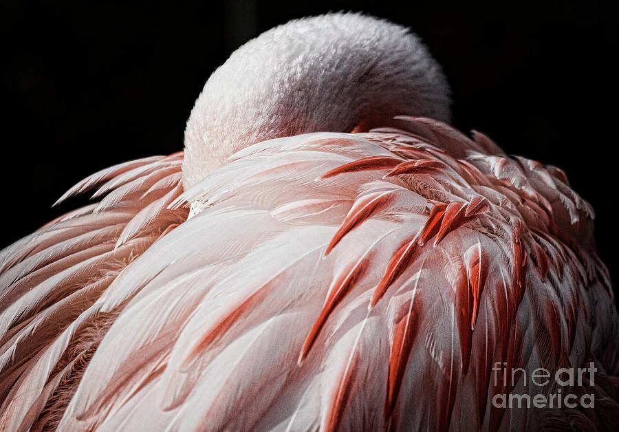 Flamingo Sleeping On Black Background Photograph by Karen Ulvestad