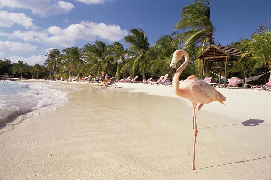 flamingo island aruba