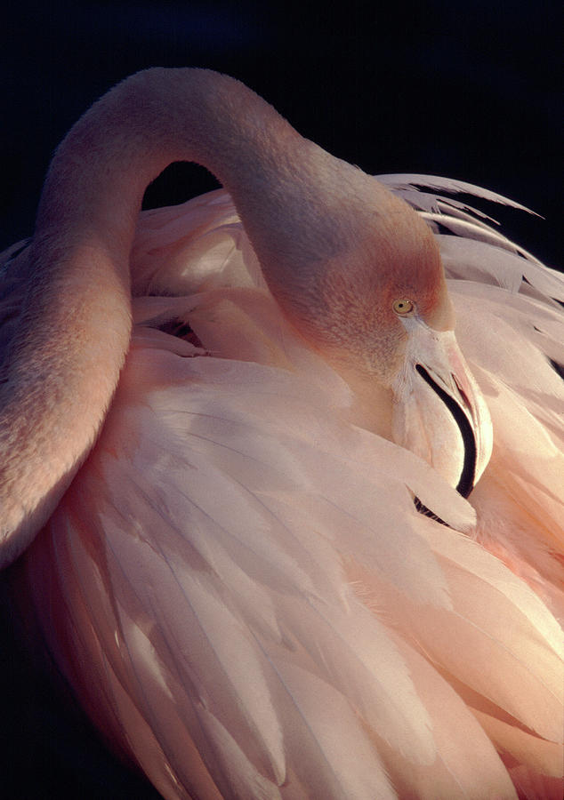 Flamingo Photograph by Steven Wares