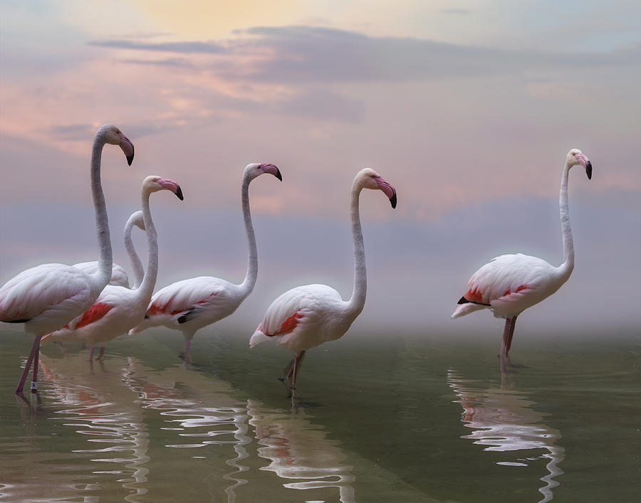 Flamingo Sunset Photograph by Krystina Wisniowska - Fine Art America