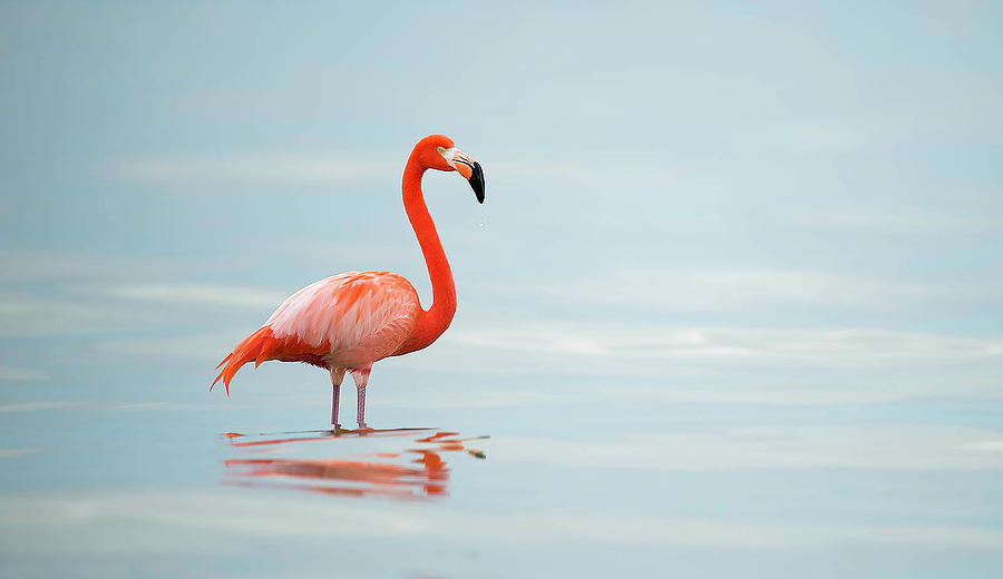 Flamingo Sunset Photograph by Mary Goetzinger | Fine Art America