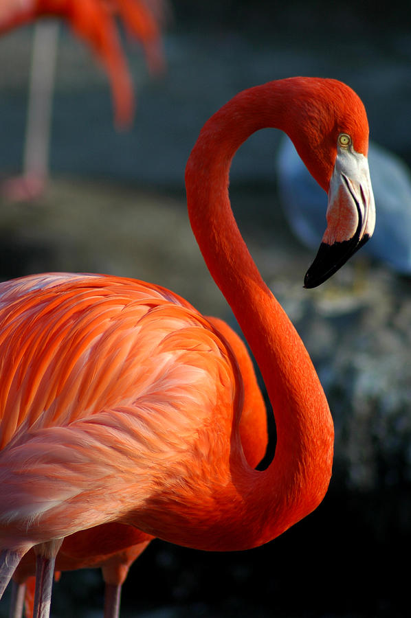 Flamingo Photograph by Thepalmer