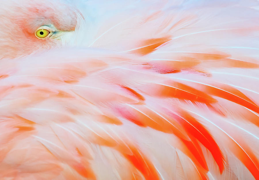 Flamingo Photograph by Tom Winstead